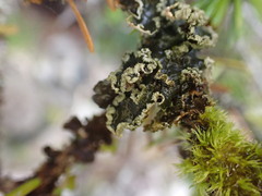 Peltigera collina