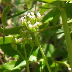 Sanguisorba minor
