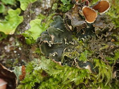 Peltigera collina
