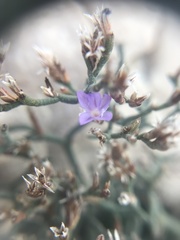 Limonium cancellatum