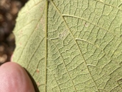 Vitis aestivalis