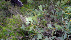 Hakea flabellifolia