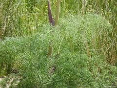 Ferula communis