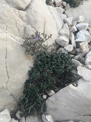 Limonium cancellatum