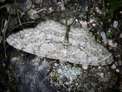 Hypomecis punctinalis conferenda