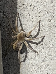 Portacosa cinerea
