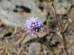Gilia capitata