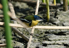 Tachuris rubrigastra