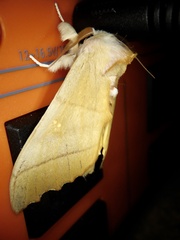 Euhampsonia cristata