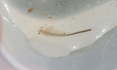 Branchinecta lindahli