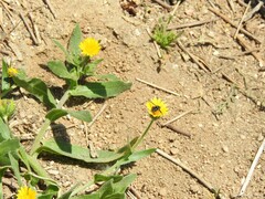 Calendula arvensis