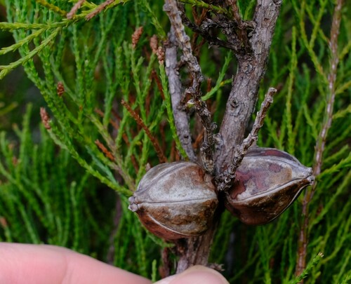 Image of Callitris acuminata by (c) Peter Crowcroft, some rights reserved (CC BY)