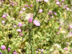 Carduus pycnocephalus