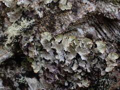 Platismatia norvegica