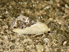 Maliattha chalcogramma