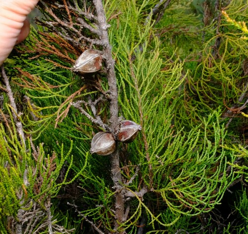 Image of Callitris acuminata by (c) Peter Crowcroft, some rights reserved (CC BY)