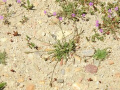 Plantago coronopus