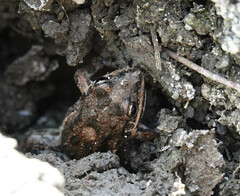 Leptodactylus latinasus