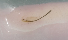 Branchinecta lindahli