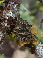 Peltigera collina