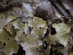 Platismatia norvegica