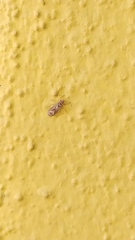 Thaumastocoris peregrinus