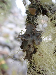 Lobarina scrobiculata