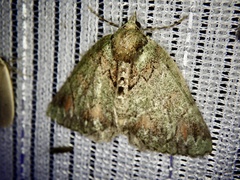 Dindica virescens