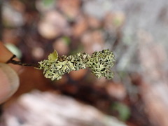 Hypogymnia lophyrea