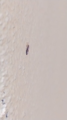 Thaumastocoris peregrinus