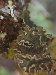 Peltigera collina