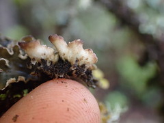 Peltigera collina