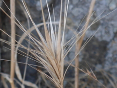 Bromus madritensis