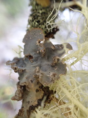 Lobarina scrobiculata