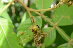 Dolichoderus bispinosus