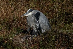 Ardea herodias