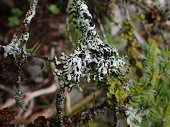 Hypogymnia apinnata
