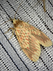 Barsine striata