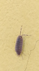 Porcellionidae
