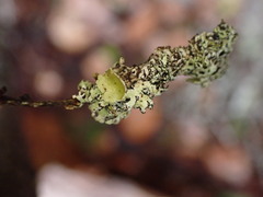 Hypogymnia lophyrea