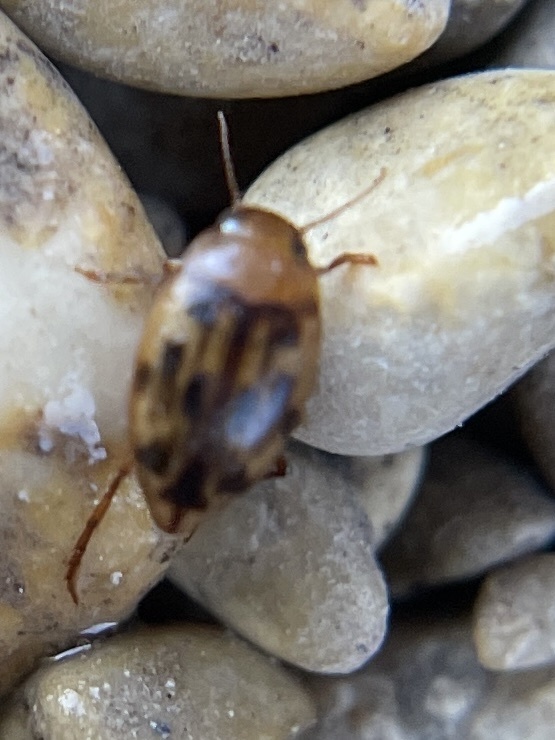 Neoporus dimidiatus
