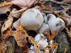 Coprinopsis romagnesiana