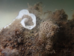Polycera hedgpethi