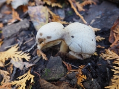 Coprinopsis romagnesiana
