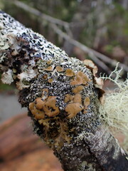 Hypogymnia lophyrea