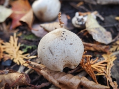 Coprinopsis romagnesiana