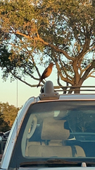 Quiscalus major westoni