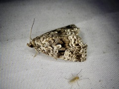 Protodeltote distinguenda