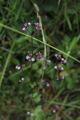 Valeriana urticifolia
