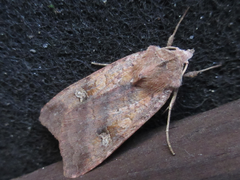 Diarsia canescens
